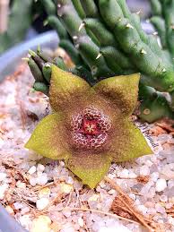 Image result for Tridentea