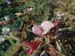 Image result for Tephrosia rhodesica