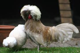 Clematis is a botanical source for various pharmaceutically active components, which has been used in traditional chinese medicine for thousands of years. Is Clematis Toxic To Chickens John Page Coiffure