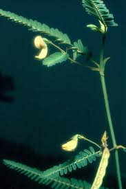 Image result for Aeschynomene sp. C