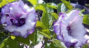 Check spelling or type a new query. Mike Malloy Angel S Trumpet May Be Poisonous But Blooms Are Beautiful