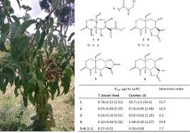 Image result for Vernonia lasiopus