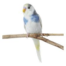 From july 11 through july 24, 2021, petco is bringing its beloved dog and cat mascots out to play for the company's biggest sale of the summer. Fancy Parakeet For Sale Live Pet Birds Petsmart