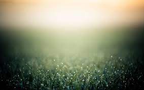 Gradient backgrounds have a powerful and unique beauty, and unsplash has a fantastic collection of high quality backgrounds in all different colors and styles. It Is Good That We Are Here Pretty Backgrounds Grass Wallpaper Background Vintage