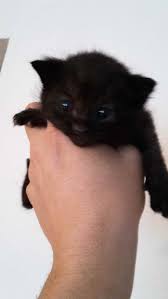 pin on siyah kedi