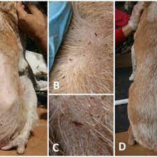 Dog Presenting A Severe Flea Allergic Dermatitis A With A Severe Flea Download Scientific Diagram