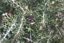 Image result for Lycium mascarenense