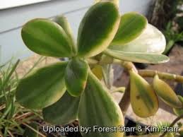 Image result for Crassula vaginata