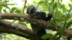 .mücadele [sesli betim., suçlama oyunu, su savaşları [sesli betimle., tanıtım, i̇stiklal marşı ve günün pro., rikki'nin türkiye rotası yer aldığı trt belgesel için bugün yayın akışı araştırılıyor. Trt Belgesel Hd Canli Yayin Izle Turksat Sifresiz Hd Kanallar