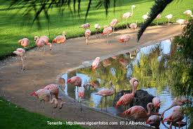 Resultado de imagen de imagenes de loro parque