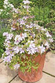 Mean frost tolerance was calculated over species and series. Winter Care And Protection For Clematis Plants Gardener S Path