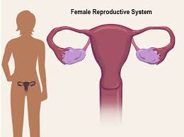 The female reproductive system is one of the most vital parts of the human reproductive process. Female Reproductive System For Teens Nemours Kidshealth