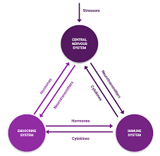 What Is Stress Really Effects And Symptoms Healthzilla