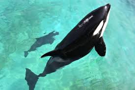 1 put the letters in the correct order. Killer Whales Migrate Study Finds But Why