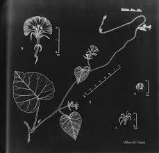 Image result for Ipomoea dichroa