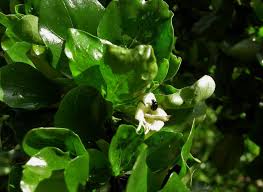 Image result for Coddia rudis