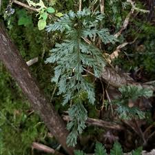 Image result for Hymenophyllum
