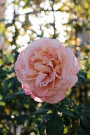 Molte rose crescono meravigliosamente nelle serre, quindisono in genere una alternativa per tutto l'anno ai pioni. La Rosa Inglese Profumo Di Eleganza Weddings Co