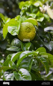 Image result for Citrus × aurantium