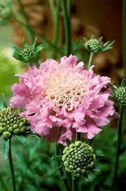 Image result for Scabiosa