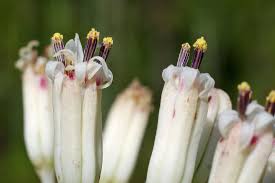 Image result for Xyris natalensis