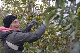 L Earl Des Minieres En Nord Ardeche Mettez Des Fruits Bio Et De Saison Dans Votre Panier