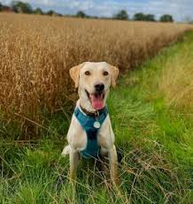 Our dogs have been ofa certified excellent, and both sires have been cleared for eic ( exercise induced collapse), pra ( prcd), and cnm. Labrador Breeders In California Top Picks 2021 We Love Doodles