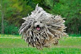 There are many advantages to opting for porcelain tile flooring. 10 Razas De Perros Exoticas Y Extranas Del Mundo Puli Dog Dog Breeds Rare Dogs