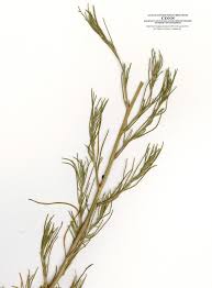 Image result for Salsola