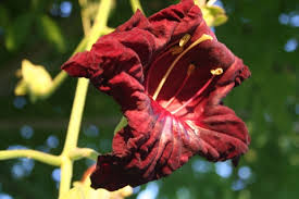 Image result for Kigelia africana