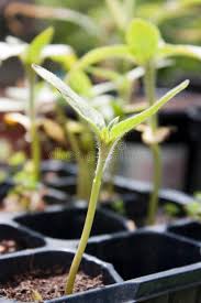Get more tips for transplanting seedlings. 12 358 Seed Tray Photos Free Royalty Free Stock Photos From Dreamstime