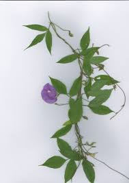 Image result for Centrosema pubescens