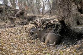 Regarde un cheval en rut prend son pied avec une vrai femme sur luxuretv. Habits Of Mature Whitetail Deer Deer Hunting Realtree Camo