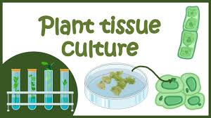 Agrobacterium is nature's genetic engineer. Plant Tissue Culture Overview Youtube