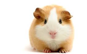 63 guinea pig hd wallpapers
