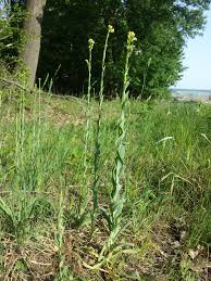 Image result for Turritis glabra