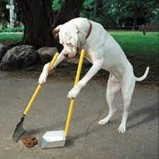 Check spelling or type a new query. Scooper S Pet Waste Removal Scoopoxford Twitter