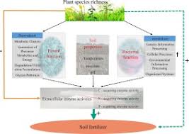 Image result for Polygala melilotoides