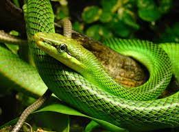 Arboreal Ratsnake Snake Mamba Snake Beautiful Snakes