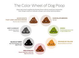 What Your Dogs Poop Says About His Health American Kennel