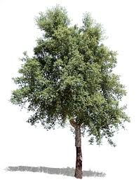 Image result for Quercus suber