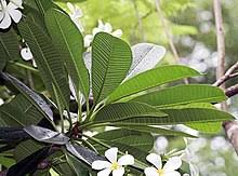 Plumeria Obtusa Wikipedia