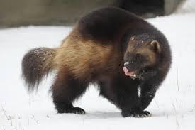 Friday Fun Facts 6 8 2012 Wolverine Animal Wolverine Animal Antics