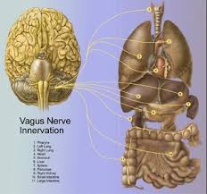 The Vagus Nerve And The Healing Promise Of The Sudarshan Kriya Yoga For The New World Nervus Vagus Hersenen Zenuw