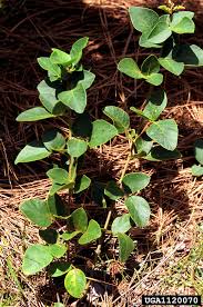 Image result for Desmodium subsecundum
