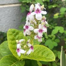 Image result for Pseuderanthemum