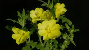 Check spelling or type a new query. Time Lapse Cut Leaf Evening Primrose Flowering Youtube
