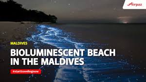 Check spelling or type a new query. Bioluminescent Beach Phenomenon In The Maldives Youtube