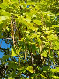 Try growing a catalpa tree in your yard and admire the attractive leaves and showy spring showers of white flowers. Northern Catalpa Tree Montgomery
