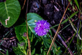 Image result for Cassytha pondoensis